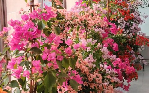 磷酸二氢钾适合哪些植物花卉？观花植物催花施肥指南