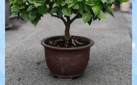 三角梅修剪后怎么养护？6个关键步骤助你快速恢复生长
