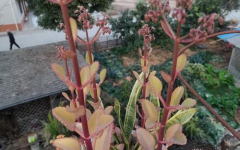 大叶落地生根植物百科