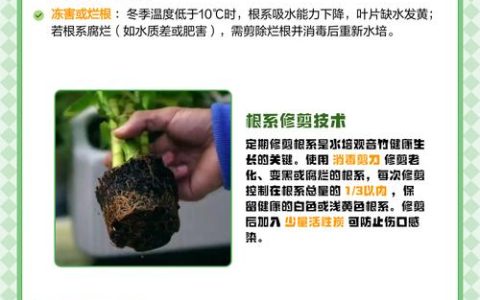 水培观音竹叶子发黄是什么原因？专业诊断与解决方案