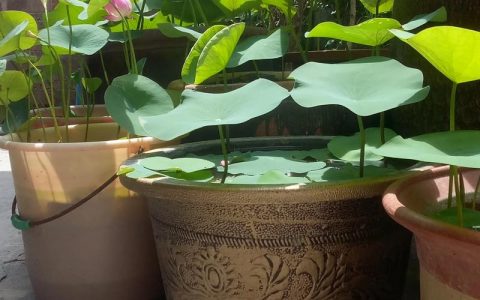 怎样在水缸里栽种荷花