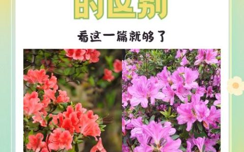 映山红与杜鹃区别详解：从野生习性到园艺品种的全面对比