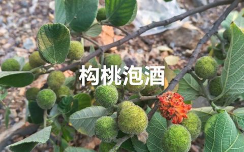 构树果子的功效与作用：清热明目与民间偏方的安全指南