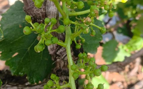 葡萄一般几年挂果？种植时间、产量与苗木选购全攻略