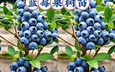 奥尼尔蓝莓品种介绍：大果香甜的蓝莓之王