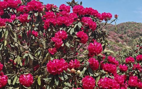 百里杜鹃花期最佳时间及赏花全攻略