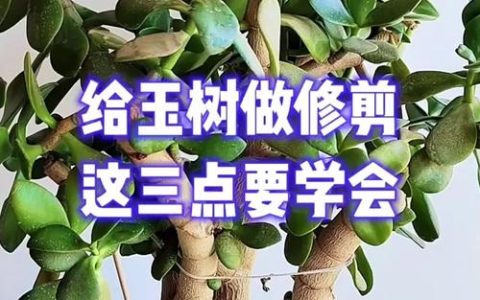 玉树怎么修剪好看？打造老桩盆景的养护全攻略