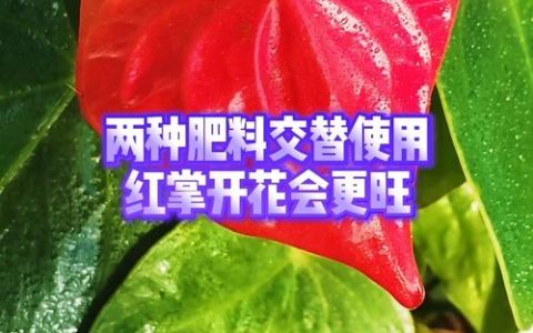 红掌施肥用什么肥料？家庭养护全指南