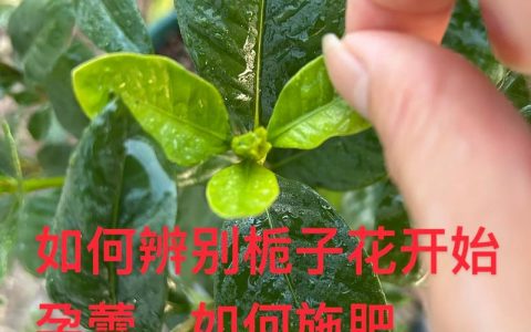 栀子花对孕妇有影响吗？孕期养花安全指南与科学养护