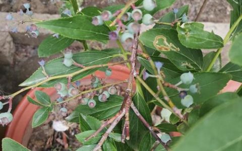 蓝莓树长什么样子：识别特征与种植指南