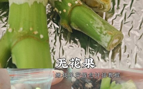 无花果扦插最简单方法：半木质化枝条快速生根指南
