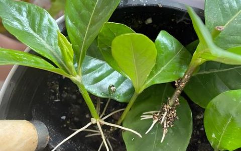 栀子花什么时候扦插成活率高？掌握这3个时间节点，成活率翻倍