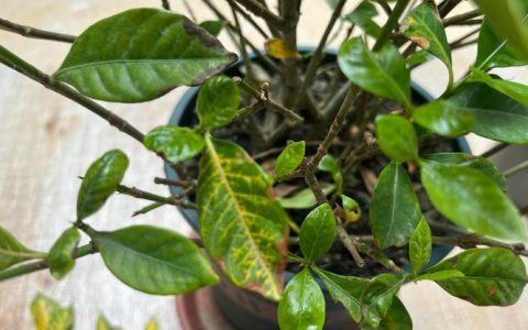 栀子花苞发黄掉落怎么回事？3步排查原因并解决