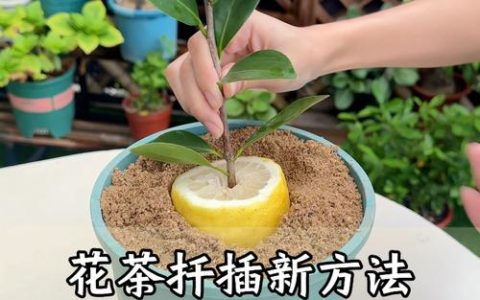 茶花扦插繁殖全攻略：基质配比、时间选择与成活率提升技巧