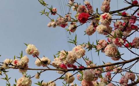 桃树什么时候开花？花期时间、品种差异及促花养护指南