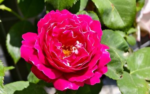 真正四季开花的藤本月季品种推荐与养护全攻略