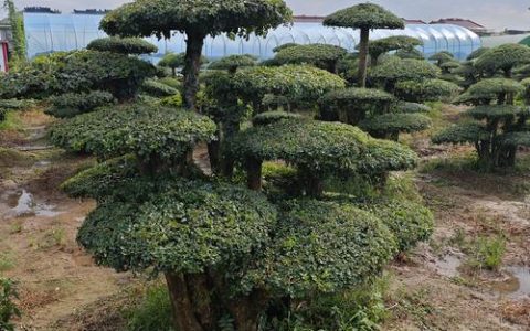 白蜡树庭院种植禁忌与科学养护全攻略（根系·遮荫·风水）