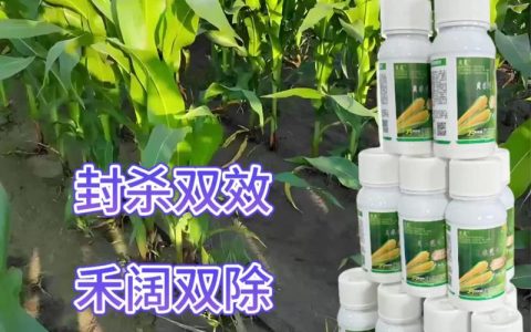 玉米苗前除草剂：安全使用指南与成分解析