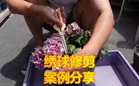 绣球花修剪后需要施肥吗？早春与花期施肥全指南
