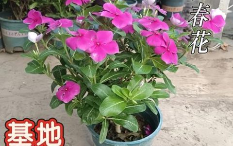 长春花（草本）与长春蔓（木本）的区别对比及养护指南