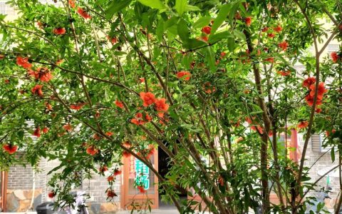 大门口种石榴树大忌与科学种植指南