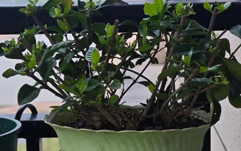 栀子花养护全指南：浇水、施肥与修剪技巧