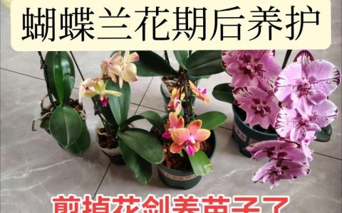 蝴蝶兰开花后怎么处理？延长花期与复壮养护全攻略