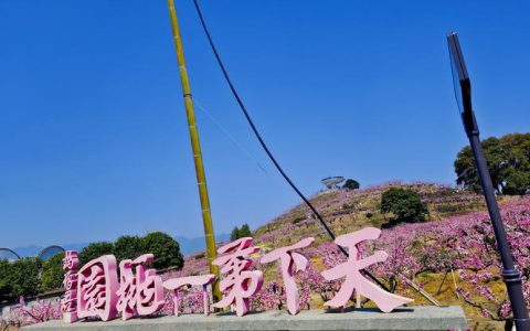 寻找离你最近的优质桃树苗圃：购买地址、品种选择与质量鉴别全攻略