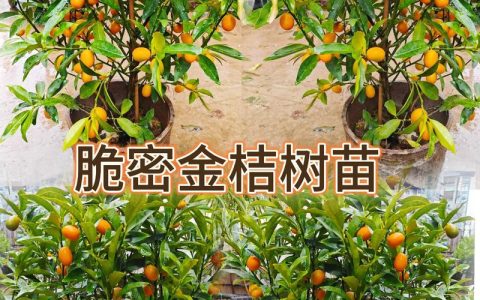 盆栽金桔树养殖方法与养护全指南