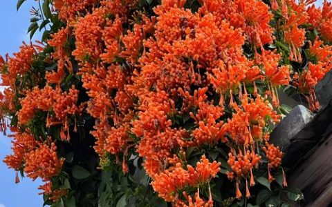 藤本攀爬植物栽培全指南：凌霄花与炮仗花的区别、攀附方式及安全种植