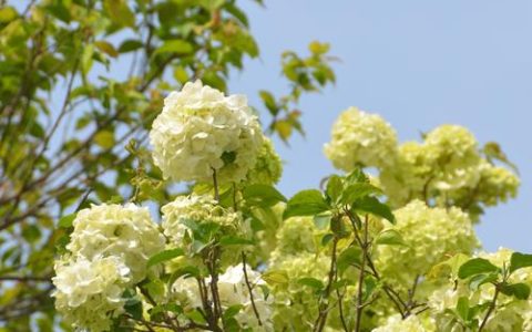 木绣球什么时候开花？花期与促花养护全指南