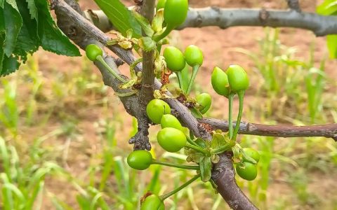 大樱桃种子种出来是大樱桃吗？实生苗与嫁接苗的区别及种植指南