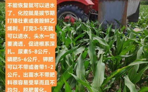 家庭种植玉米施肥全攻略：科学配比与最佳时机