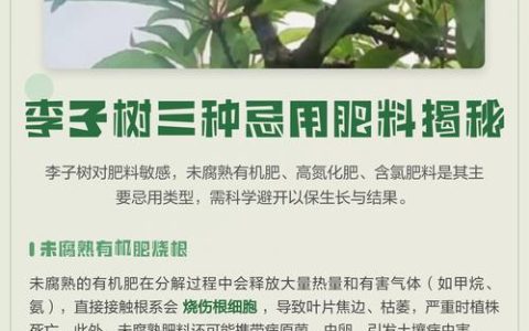 李子树最忌三种肥料是什么？科学施肥指南与常见误区纠正