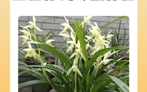 兰花什么时候开花？不同品种花期及促花养护全攻略
