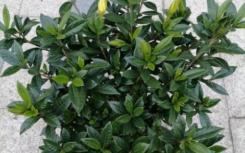 孕妇可以闻栀子花吗？园艺专家详解安全性与养护注意事项