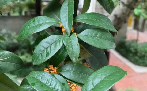 桂花什么时候移栽最好？最佳时间与全流程操作指南