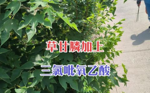 草胺磷与草甘膦哪个除草好？专业对比与使用指南
