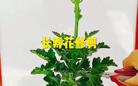 长寿花什么时候修剪怎么修剪？家庭盆栽养护全指南