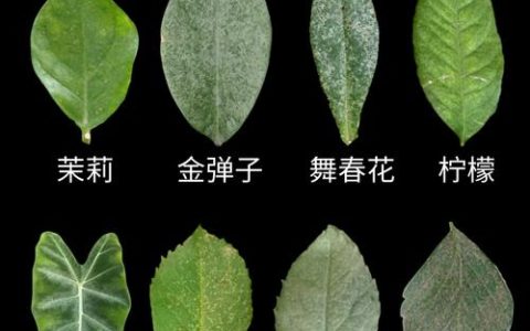 月季红蜘蛛防治全攻略：从识别到消灭的3步法