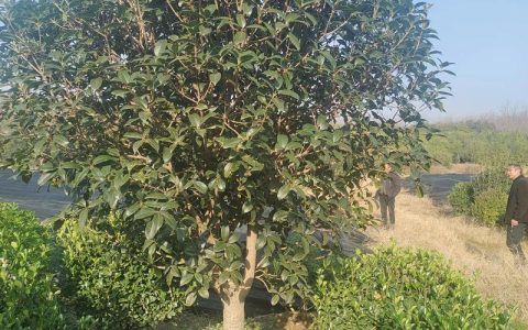 桂花树规格标准与栽植密度指南