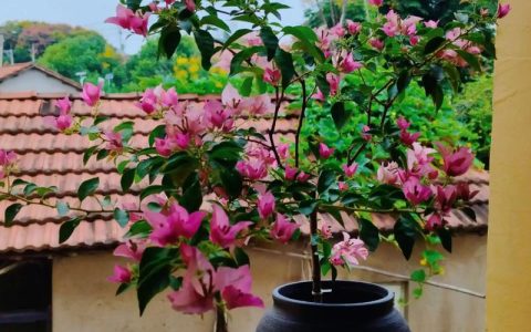 卡雅塔三角梅勤花吗？卡雅塔三角梅养殖方法与养护技巧