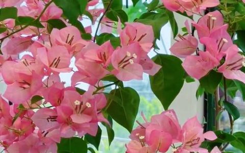 三角梅花期有多长？从4月到11月的持续绽放攻略