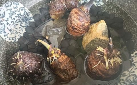 芋头种植技术指南：6个关键步骤实现高产丰收