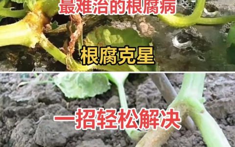 根腐病最佳解决方法：从诊断到挽救的全流程指南