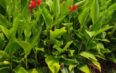 美人蕉几月份开花？全花期养护与促花技巧详解