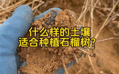 石榴树种植全攻略：土壤pH值选择与肥水管理技巧