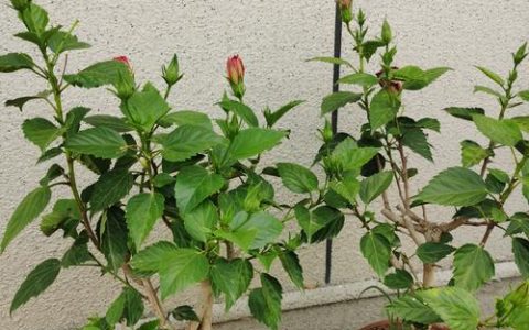 磷酸二氢钾适合哪些花？家庭园艺通用促花壮根配方