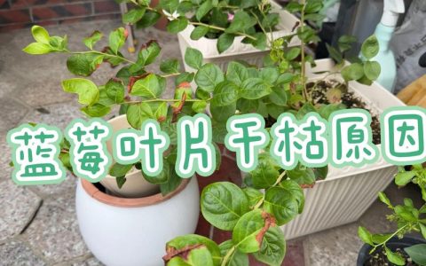蓝莓叶子枯萎急救指南：原因诊断与补救措施