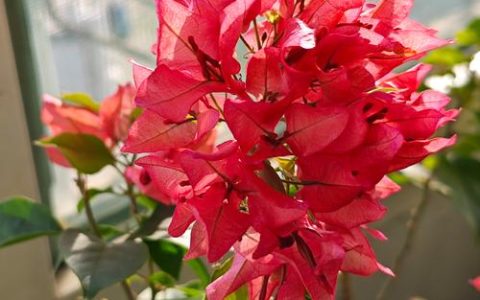红色三角梅哪个品种好看又勤花？芭芭拉卡斯特、莎拉奥哈拉、罗斯卡全方位对比